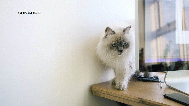 Cat Scratch Fever: How to Protect Your Furniture from Feline Claw Marks